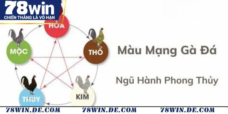 Áp dụng xem mạng gà theo Kê kinh – Sinh khắc màu lông để lựa chọn gà chiến